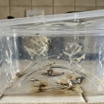 Prawda o plastiku w mikrofalówce i dlaczego całkowicie przerzuciłem się na szkło prawda-o-plastiku-w-mikrofalowce-i-dlaczego-calkowicie-przerzucilem-sie.webp.webp